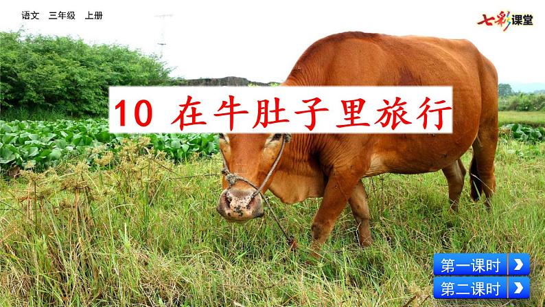 10 在牛肚子里旅行 课件+视频03
