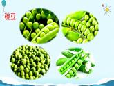 5.《一个豆荚里的五粒豆》课件