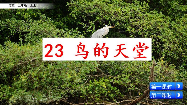 23 鸟的天堂 课件+视频02