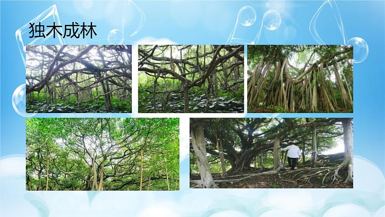 23 鸟的天堂 课件+视频05