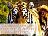 19.《一只窝囊的大老虎》课件