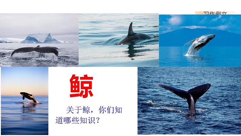 第五单元、习作例文 课件02