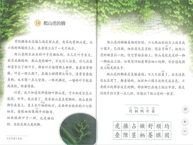 爬山虎的脚第二课时课件03