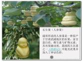 27我的长生果课件2
