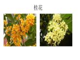 语文部编版五年级上册3.桂花雨(ppt课件+课时训练)