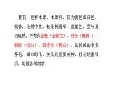 语文部编版五年级上册3.桂花雨(ppt课件+课时训练)