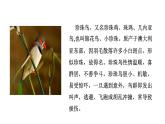 语文部编版五年级上册4.珍珠鸟(ppt课件+课时训练)
