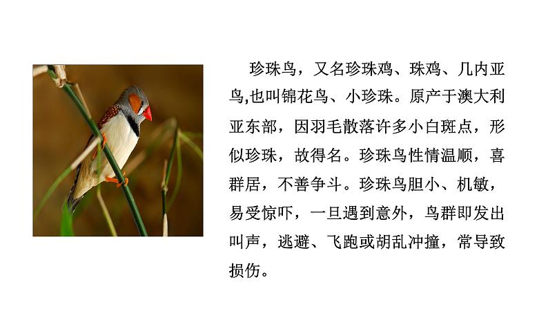 语文部编版五年级上册4.珍珠鸟(ppt课件+课时训练)03