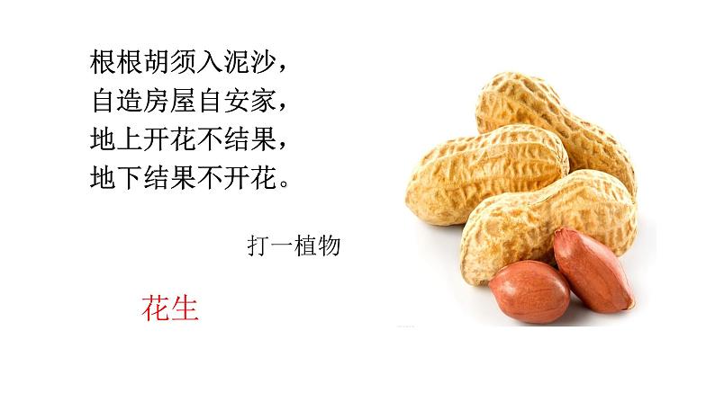 语文部编版五年级上册2.落花生(ppt课件+课时训练) -02