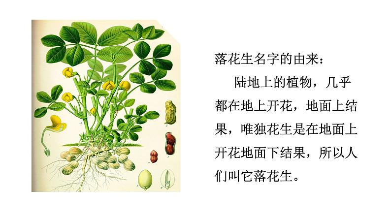 语文部编版五年级上册2.落花生(ppt课件+课时训练) -03