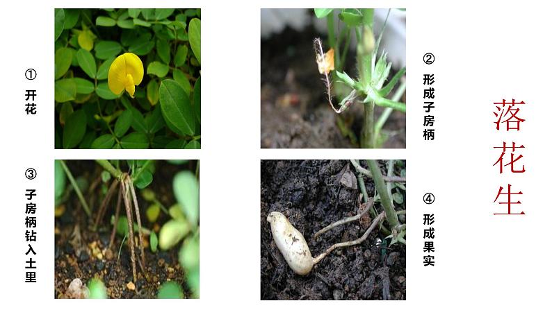语文部编版五年级上册2.落花生(ppt课件+课时训练) -04