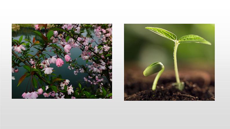 语文部编版五年级上册22四季之美(ppt课件+课时训练)02