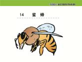 小学 语文人教部编版三年级下册第四单元14 蜜蜂课件