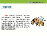 小学 语文人教部编版三年级下册第四单元14 蜜蜂课件