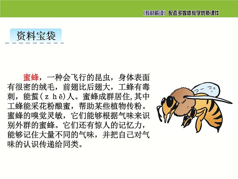 小学 语文人教部编版三年级下册第四单元14 蜜蜂课件04