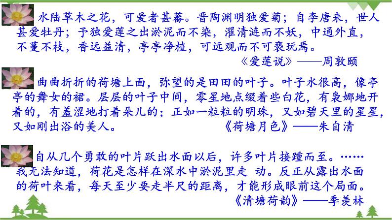 人教部编版三年级下册1.3荷花（课件+视频+教学设计）03