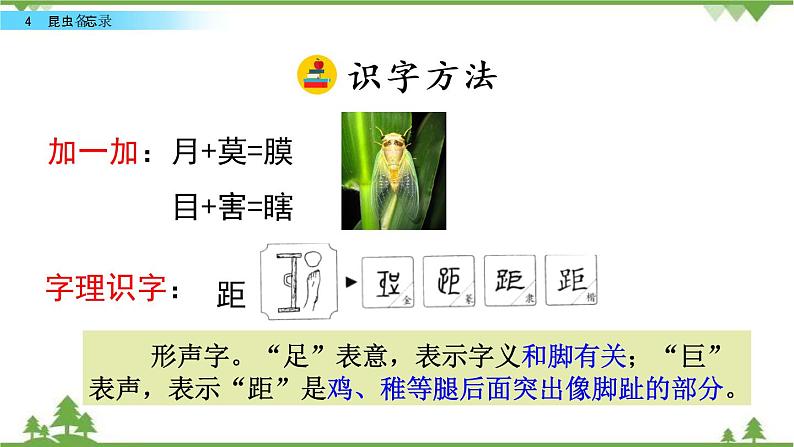 人教部编版三年级下册1.4昆虫备忘录课件第5页