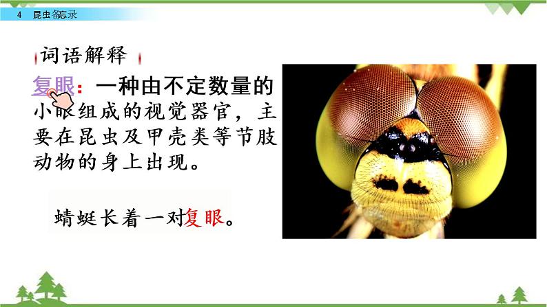 人教部编版三年级下册1.4昆虫备忘录课件第7页