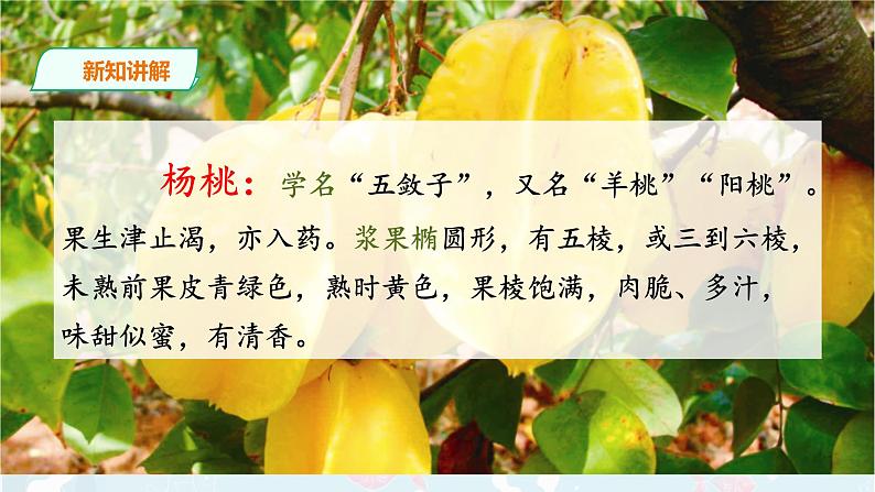 部编版语文二下：13《画杨桃》PPT课件+音频04