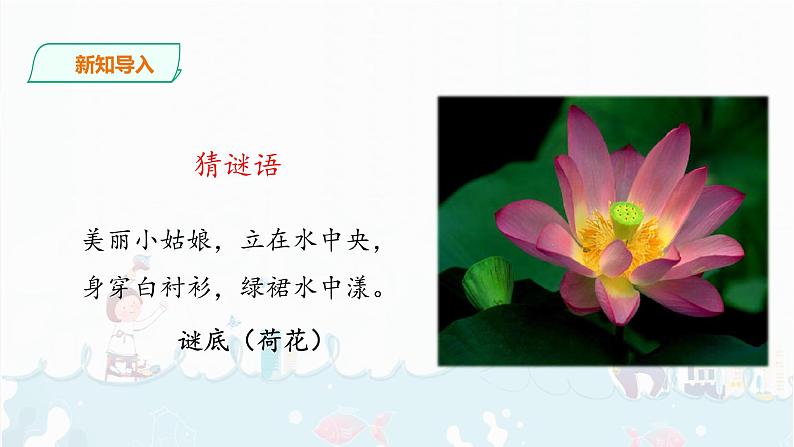 3.《荷花》课件+音视频素材素材02