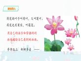 3.《荷花》课件+音视频素材素材