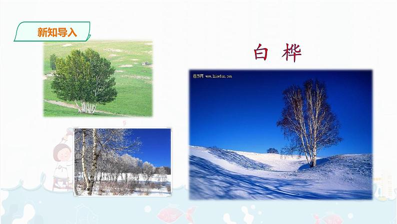 11.《白桦》课件第2页