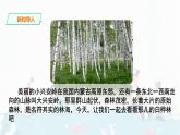 11.《 白桦》课件+音频