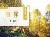 部編語文四下：11.白樺 精品PPT課件+課文朗讀