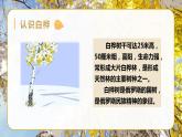 部編語文四下：11.白樺 精品PPT課件+課文朗讀