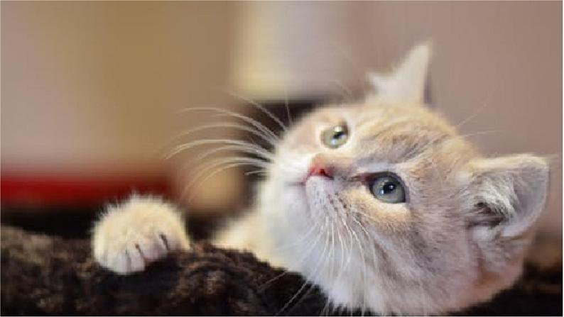 部编语文四下：13.猫 精品PPT课件+课文朗读02