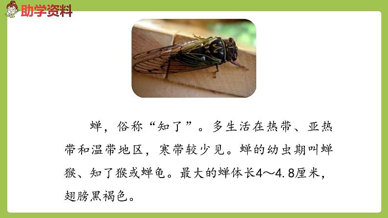 部编版六年级语文下册 5.16 表里的生物（PPT课件+素材）07