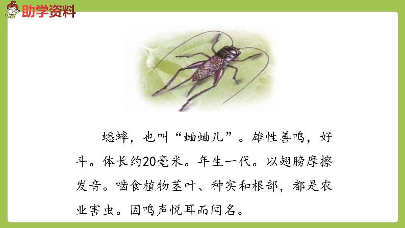 部编版六年级语文下册 5.16 表里的生物（PPT课件+素材）08