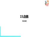 部编版四年级语文下册 第4单元第15课《白鹅》（PPT课件）