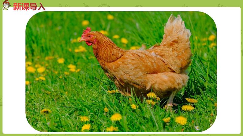 部编版四年级语文下册 第4单元第14课《母鸡》（PPT课件）02