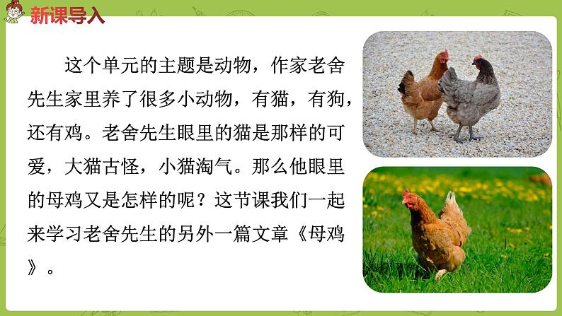 部编版四年级语文下册 第4单元第14课《母鸡》（PPT课件）03