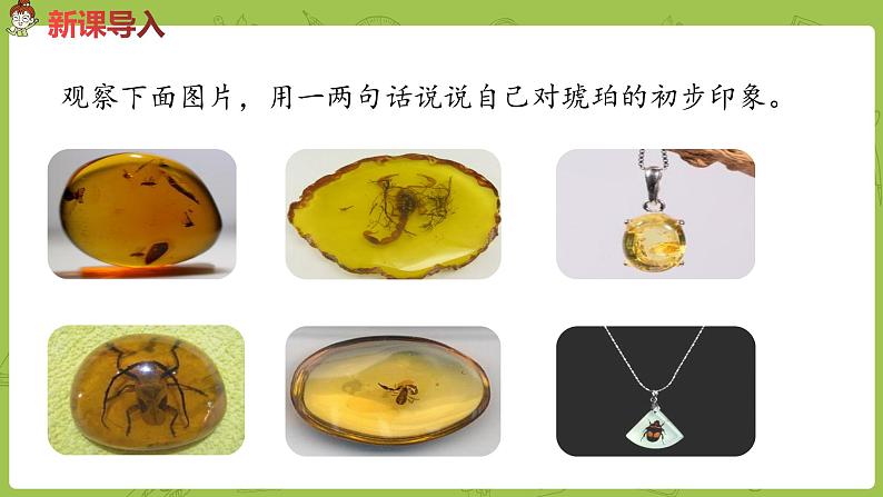 部编版四年级语文下册 第2单元第5课《琥珀》（PPT课件）02