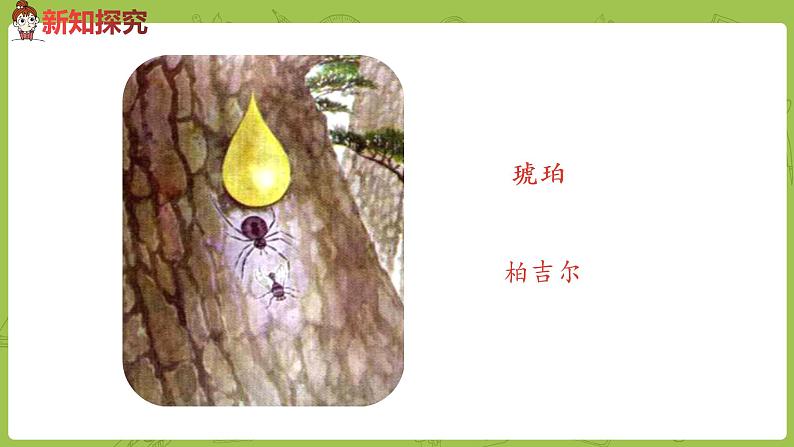 部编版四年级语文下册 第2单元第5课《琥珀》（PPT课件）05