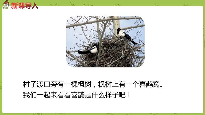 统编版语文二年级（下）第4单元9《枫树上的喜鹊》课时2第2页