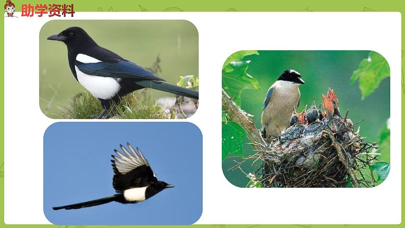 统编版语文二年级（下）第4单元9《枫树上的喜鹊》课时2第3页