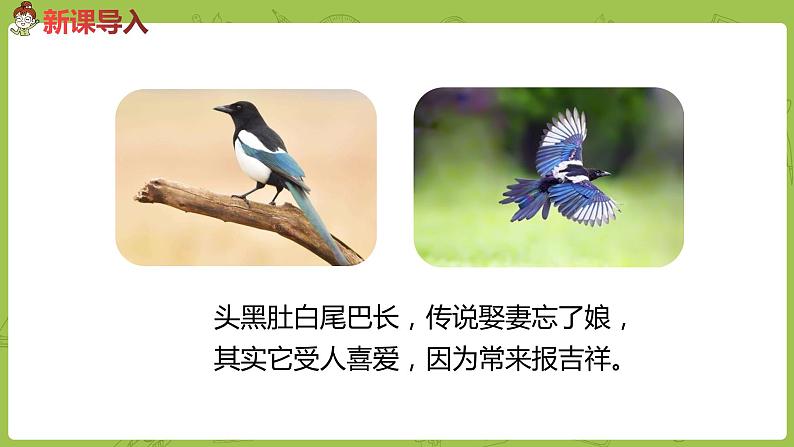 统编版语文二年级（下）第4单元9《枫树上的喜鹊》课时1第2页