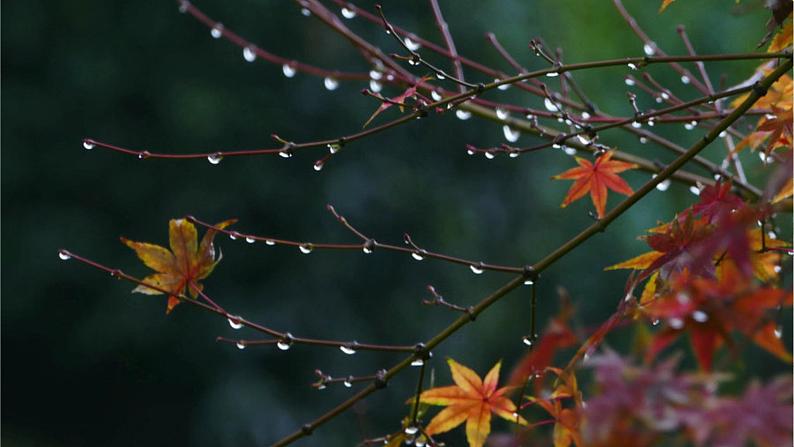 部编版三年级上册语文 6.《秋天的雨》课件03