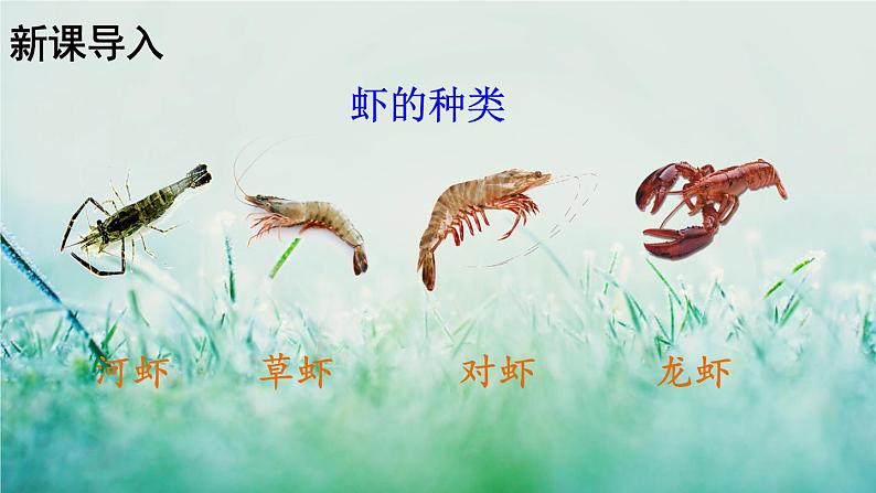 人教版三年级语文下册 第四单元 15 《小虾》课件03