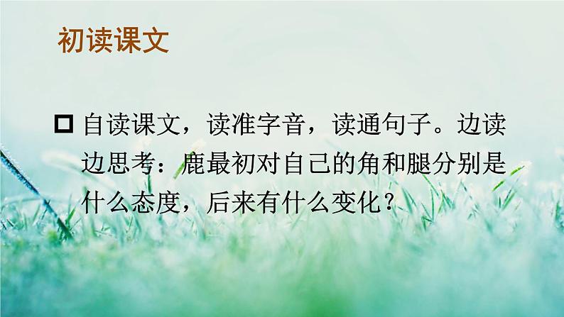 人教版三年级语文下册 第二单元 7 《鹿角和鹿腿》课件04