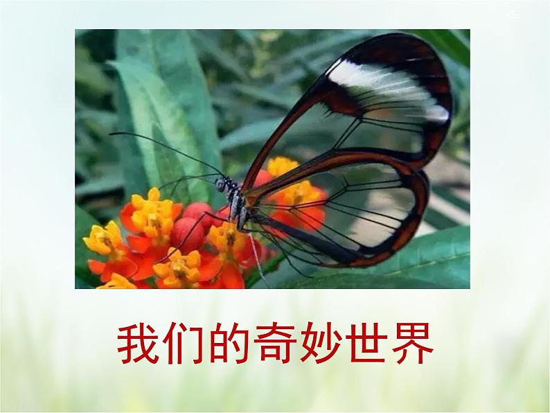 人教部编版语文三年级下册  22我们的奇妙世界    课件05