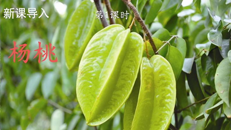 部编版二年级语文下册  课文4  画杨桃课件+素材02