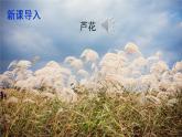 部编版四年级语文下册  第六单元 21 芦花鞋 课件PPT