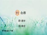 部编版四年级语文下册 第三单元 11 白桦 课件PPT