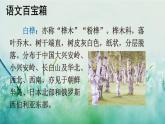 部编版四年级语文下册 第三单元 11 白桦 课件PPT