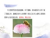 人教部编版语文三年级下册：第四单元 14.蜜蜂课件