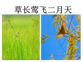1.古诗二首 村居 课件